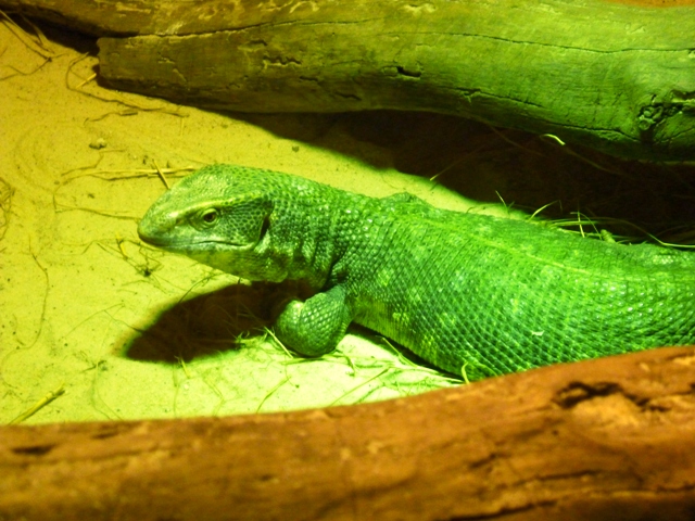 a large lizard laying on top of a green blanket