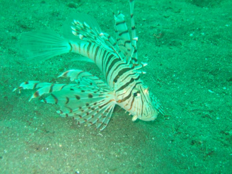 a fish is shown laying on the ground in green water