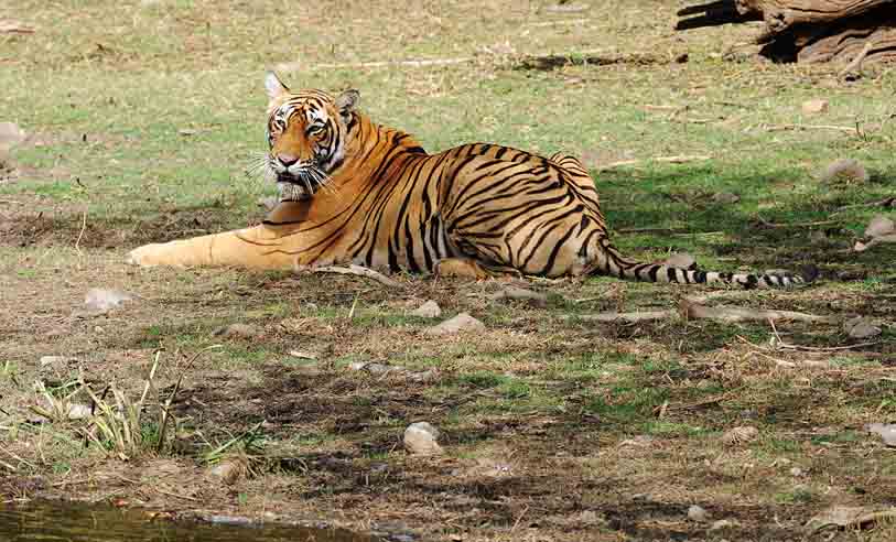 a tiger laying in the grass by a body of water