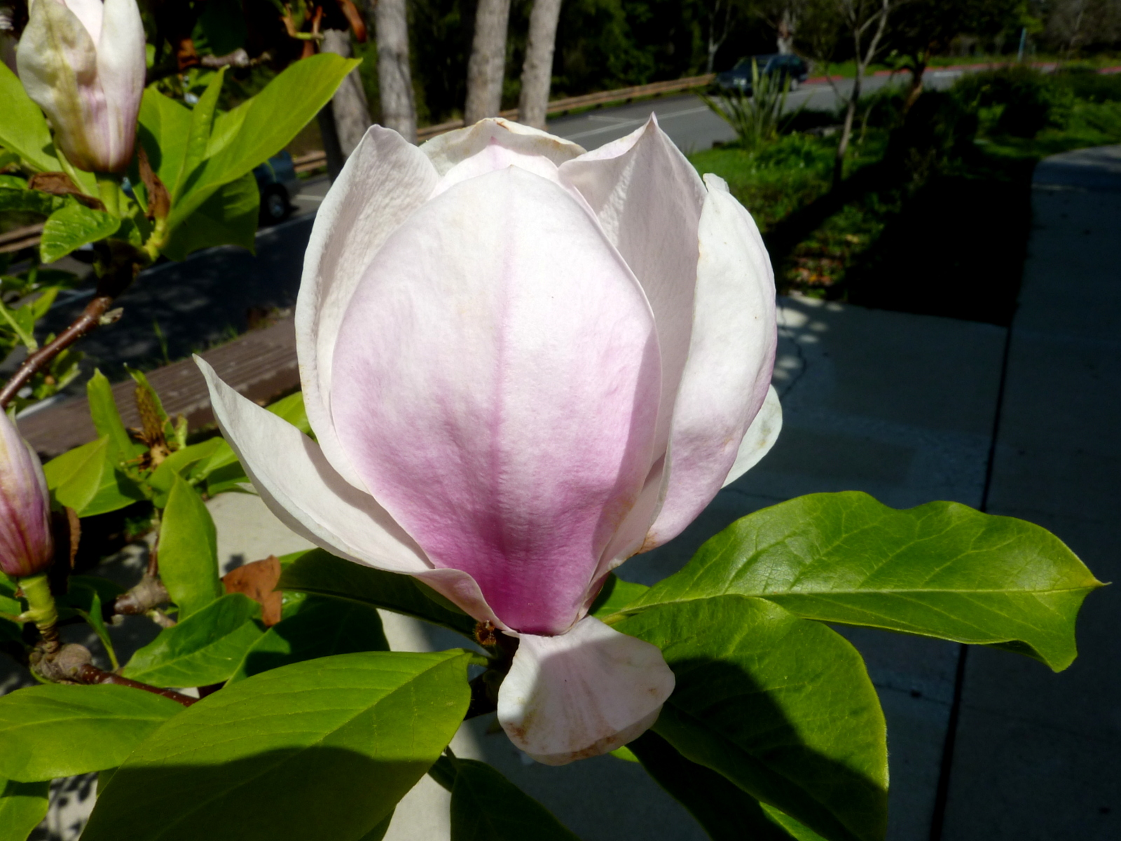 the large white flower is in bloom on the tree