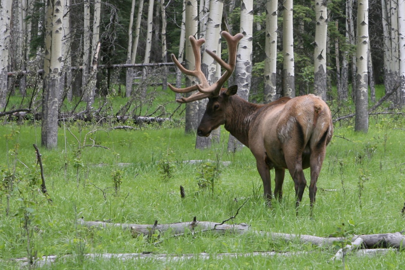 a bull with antlers standing in the woods