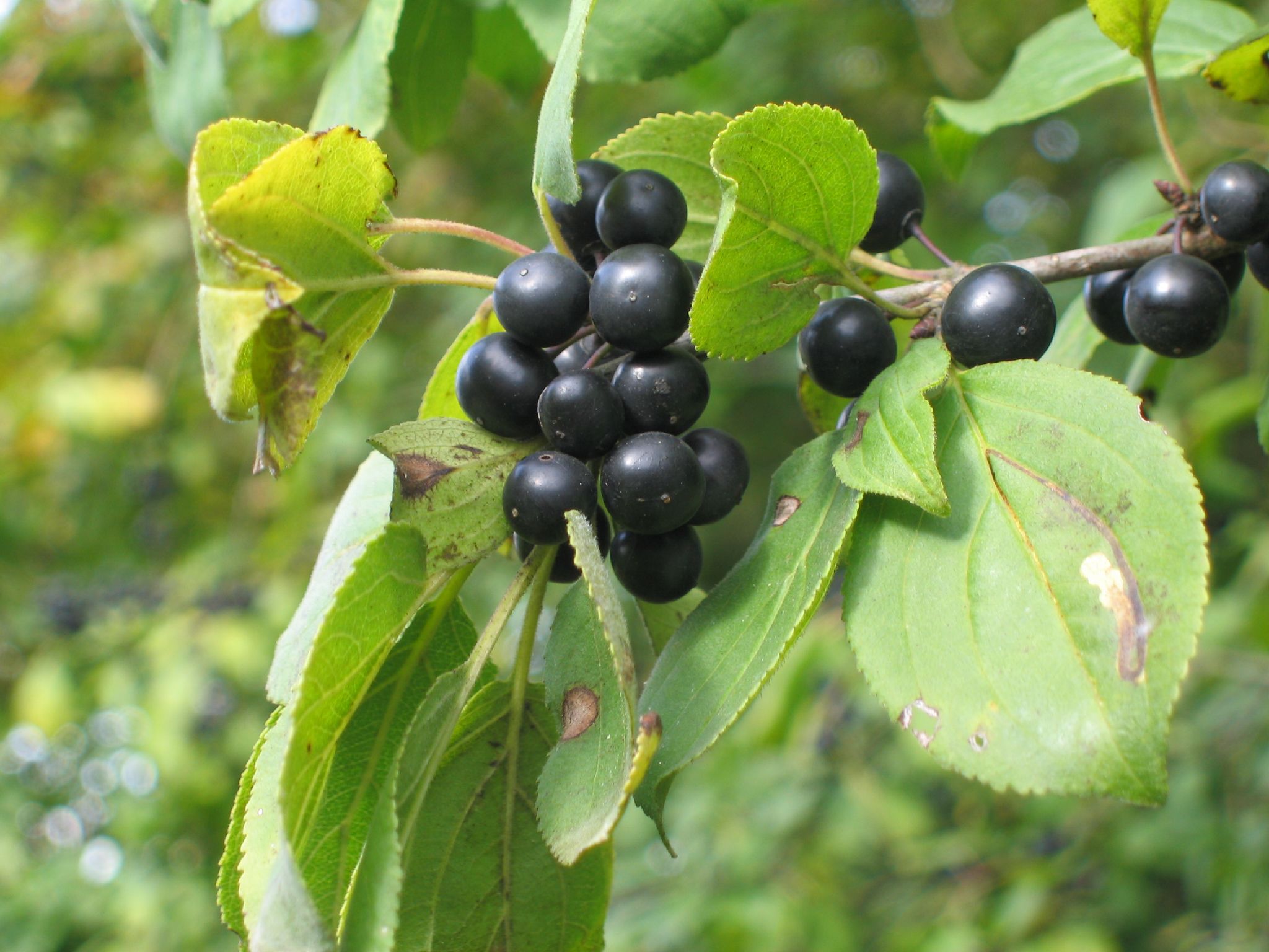 close up of berries still on a nch in the forest