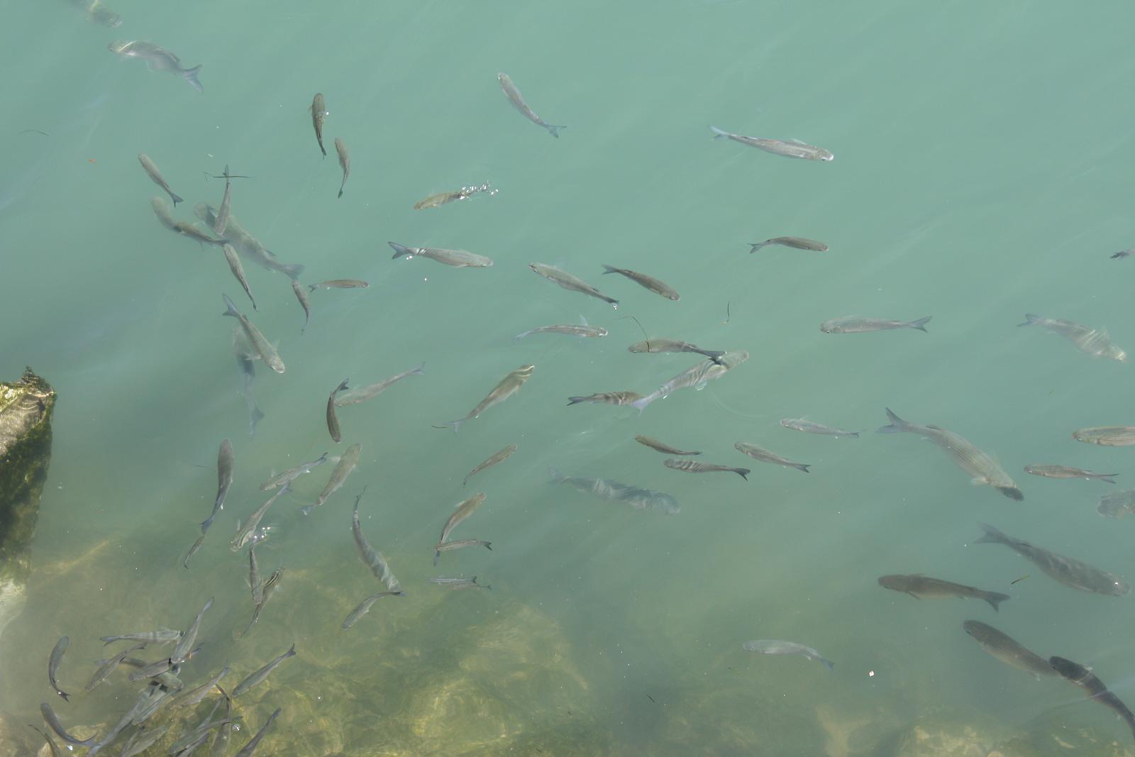 many fish floating in the water near a concrete pier