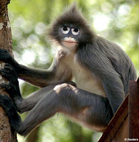 a monkey with blue eyes sitting in the tree