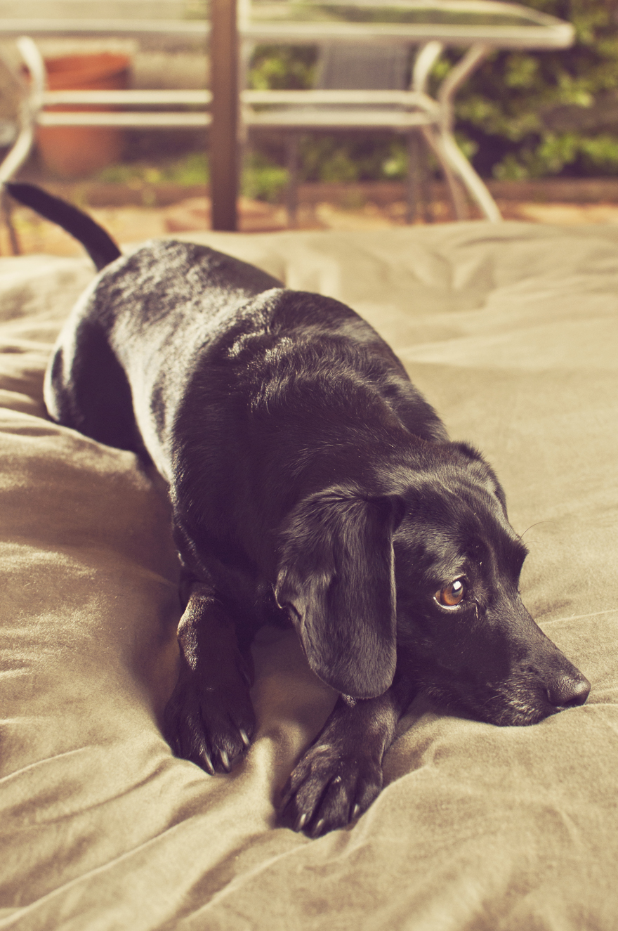 the small dog is on a bed outside