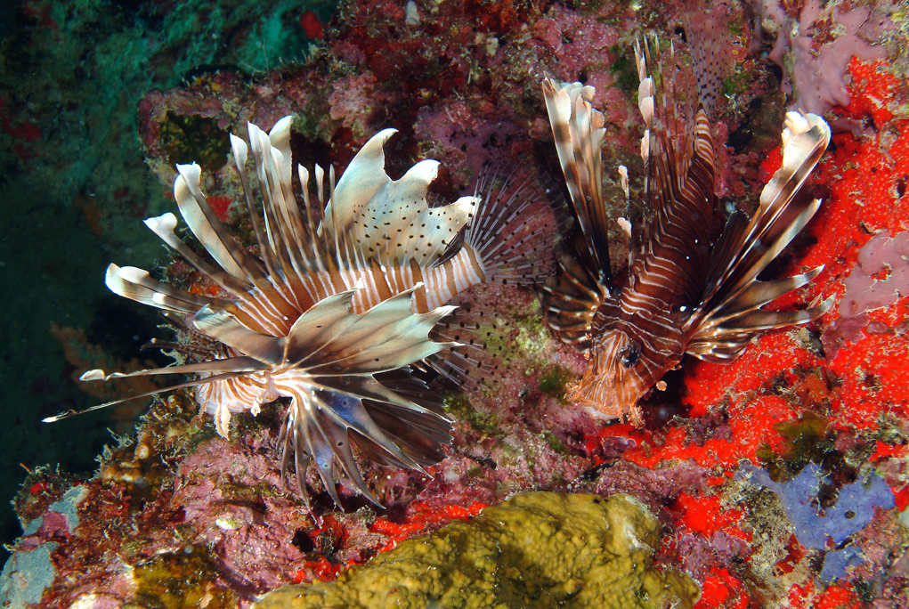 two small sea fans sitting on a coral covered rock