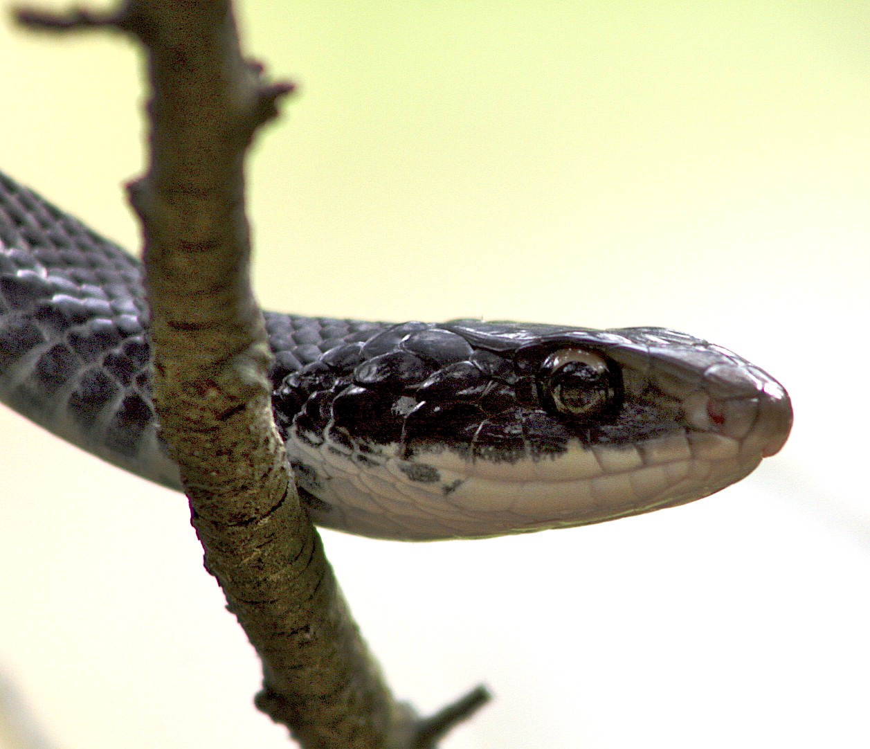 a large black snake is curled up on a tree