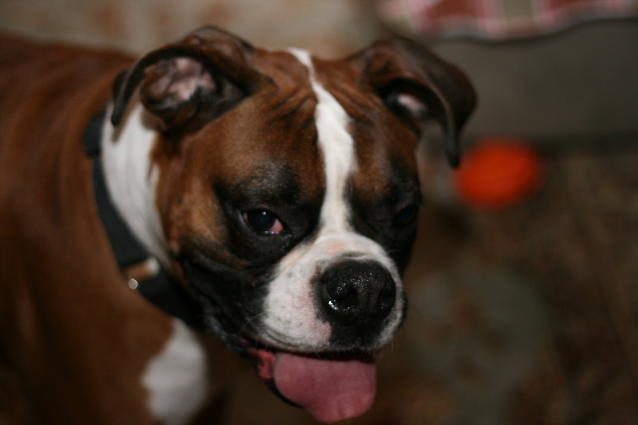 a dog sticking its tongue out looking towards the camera