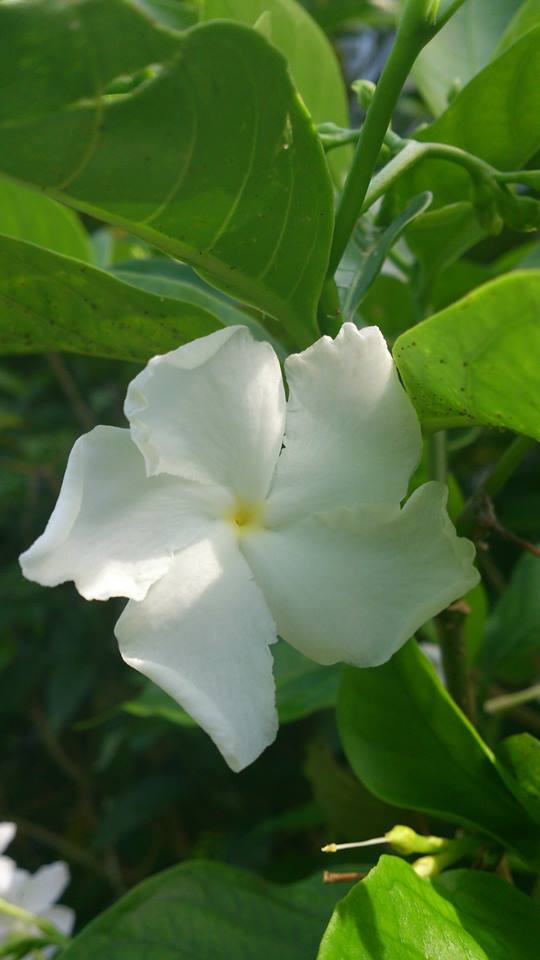 a large white flower is growing on a tree