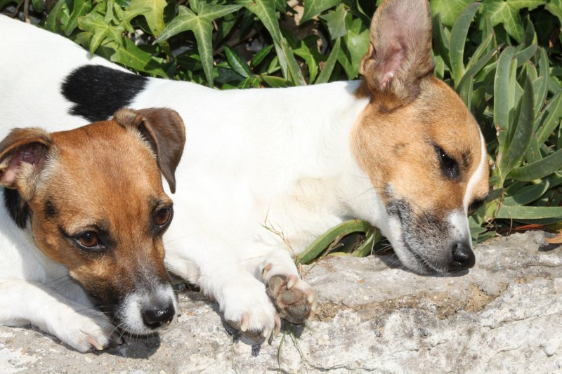 two dogs resting and enjoying the sun in the grass