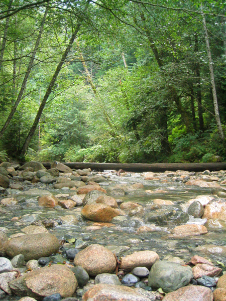 a rocky river surrounded by trees, water and rocks