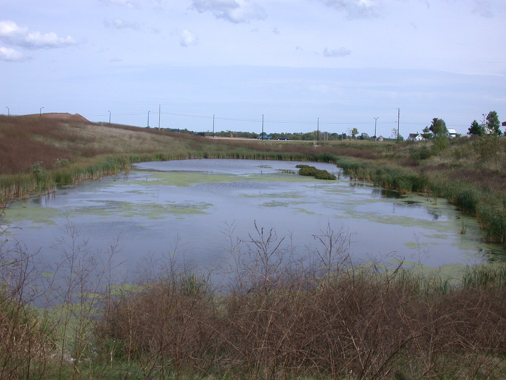 an old pond sits in a swampy meadow