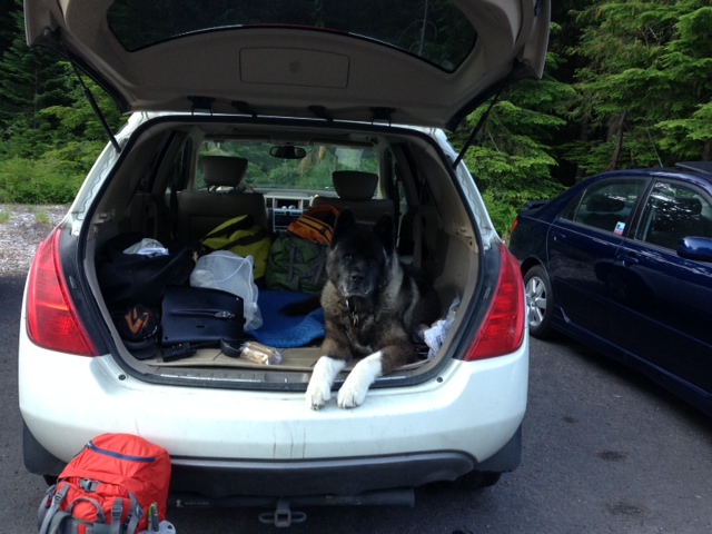 a dog sitting in the back of a car full of luggage