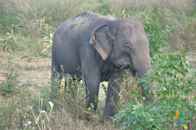 an elephant with tusks stands in a field