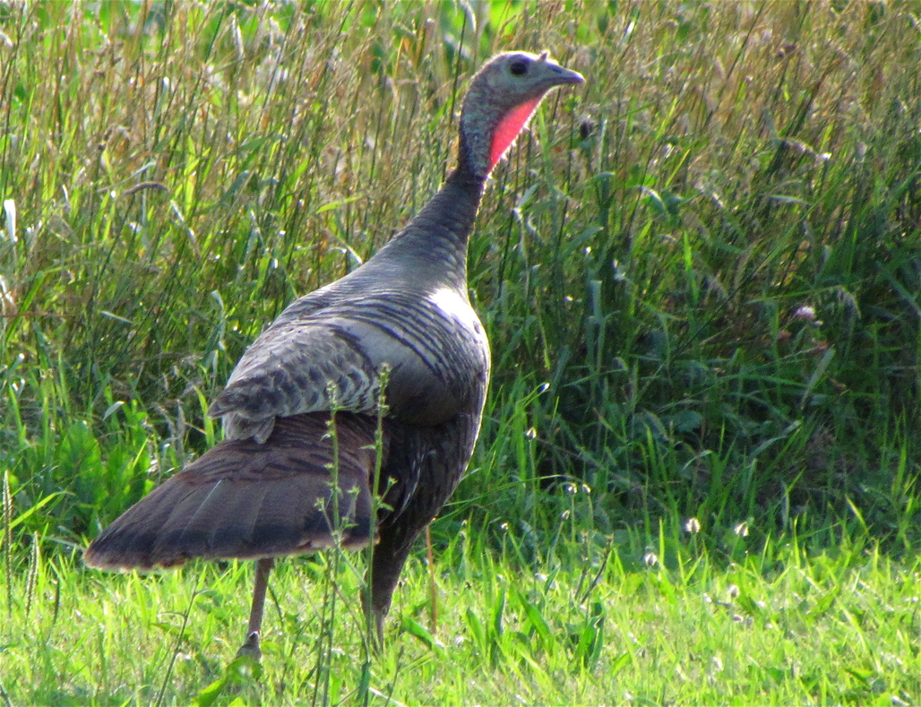 a turkey that is standing in the grass