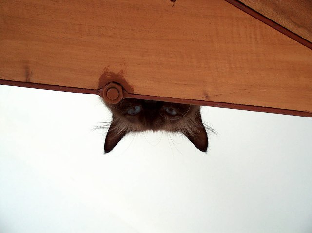 a cat peeking from behind a ledge
