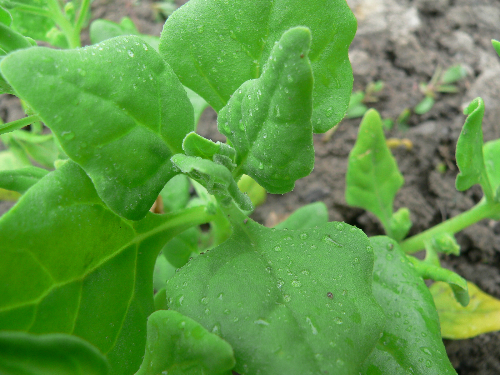 a close up of a plant growing in dirt and soil