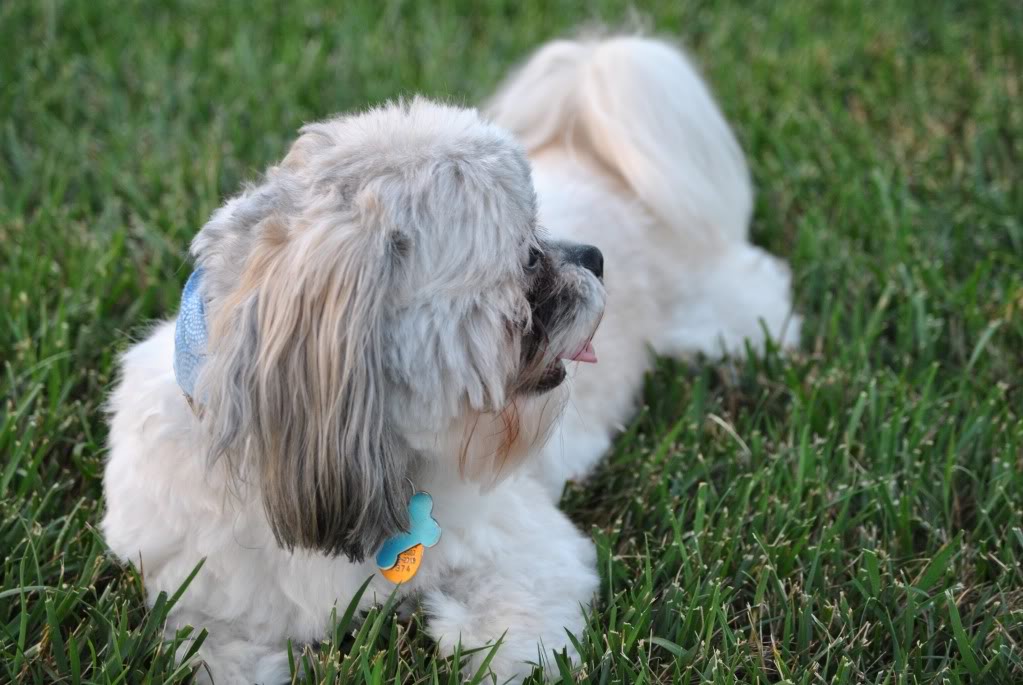 a small dog with a tag sitting in the grass