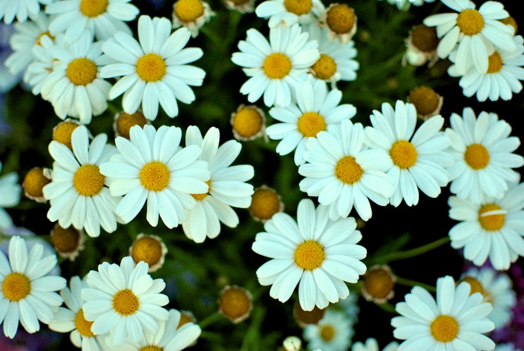 close up image of many daisies in bloom