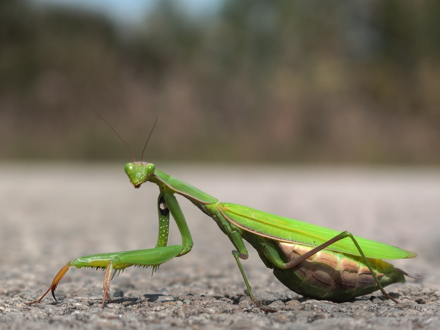 a praying mantisse sits on the ground next to another