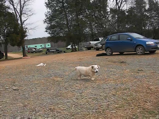 the dog is on the brown dirt lot by the cars