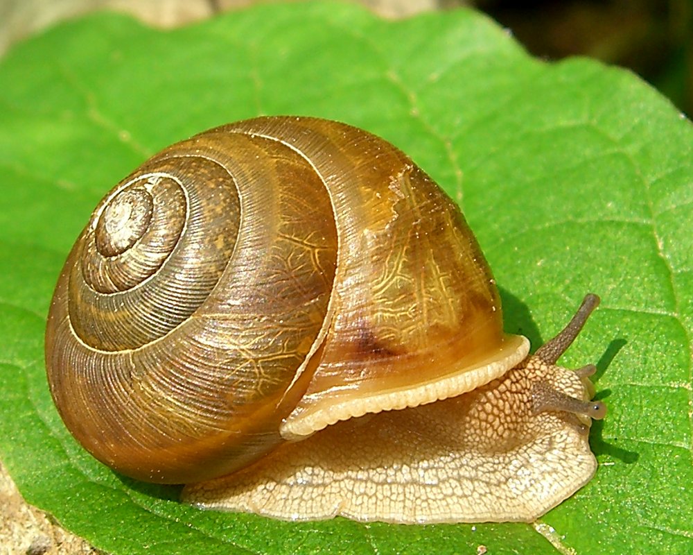 a snail is sitting on a large leaf