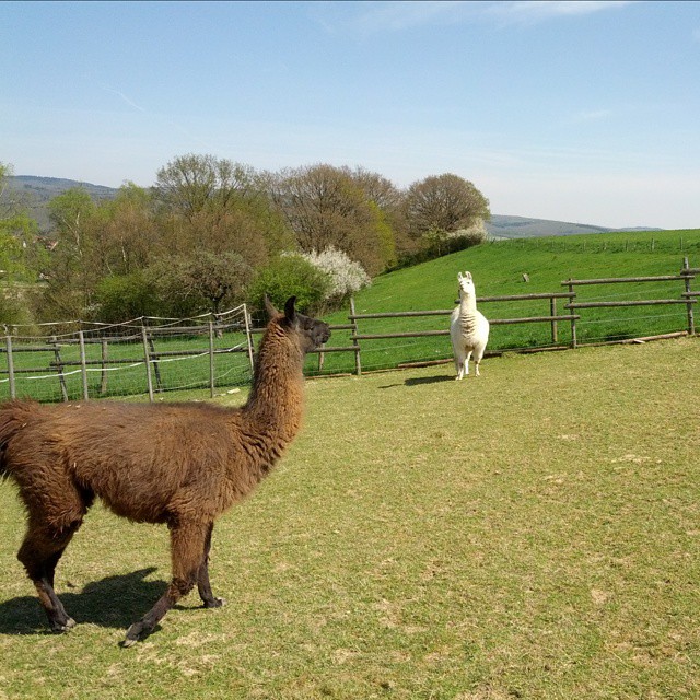 two llamas and an alpaca in a grassy field