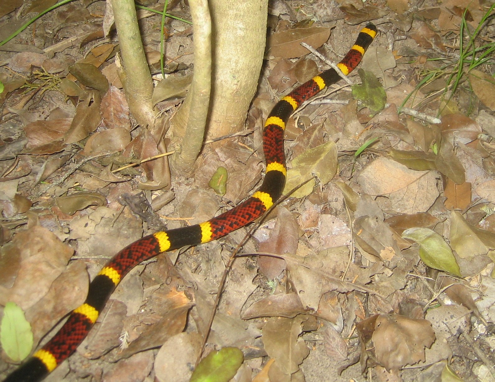 a striped snake in the middle of the floor