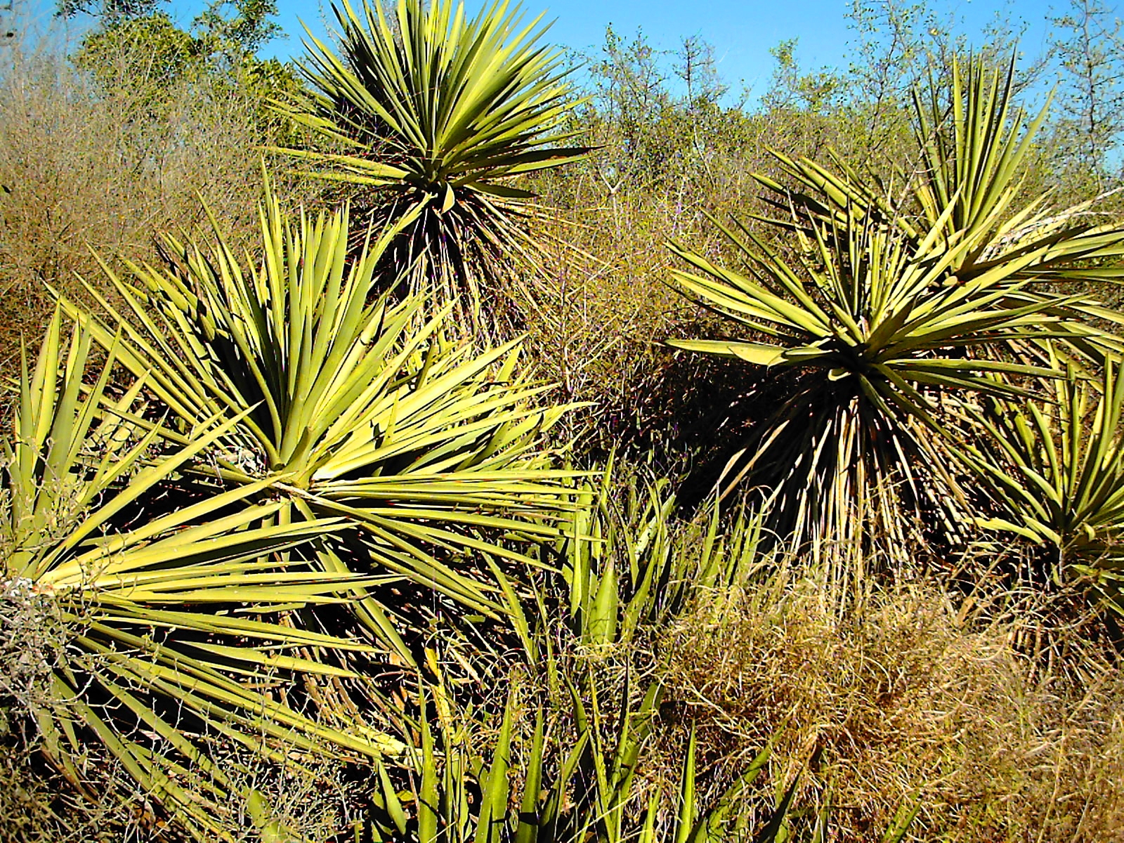 a couple of large plant near a bunch of tall trees