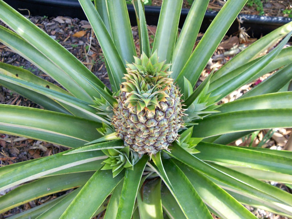 a pineapple sitting on top of a green leafy plant