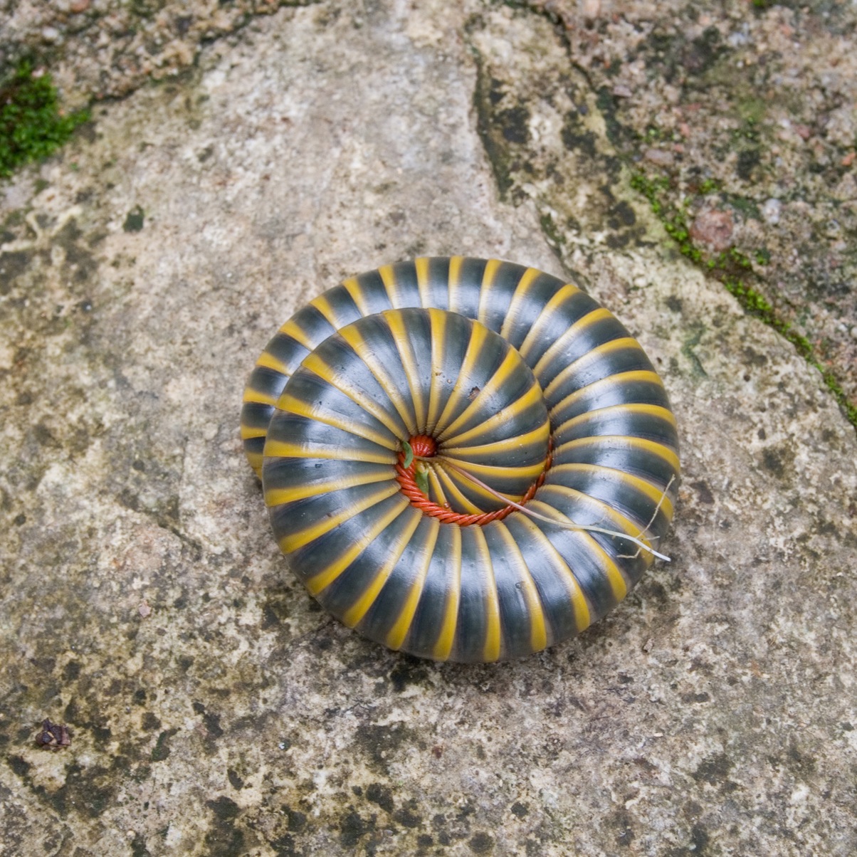 a close - up of a blue and yellow object laying on rock