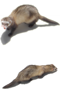 two ferrets, one with the tail curled back
