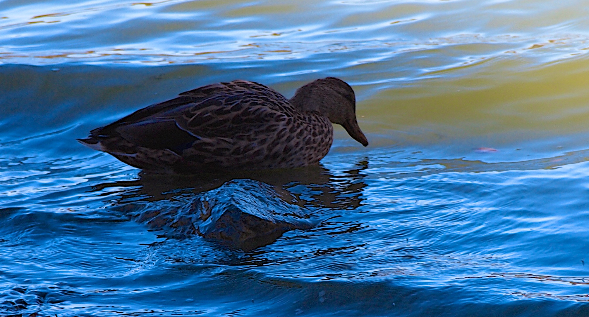 a black duck is swimming in the blue water