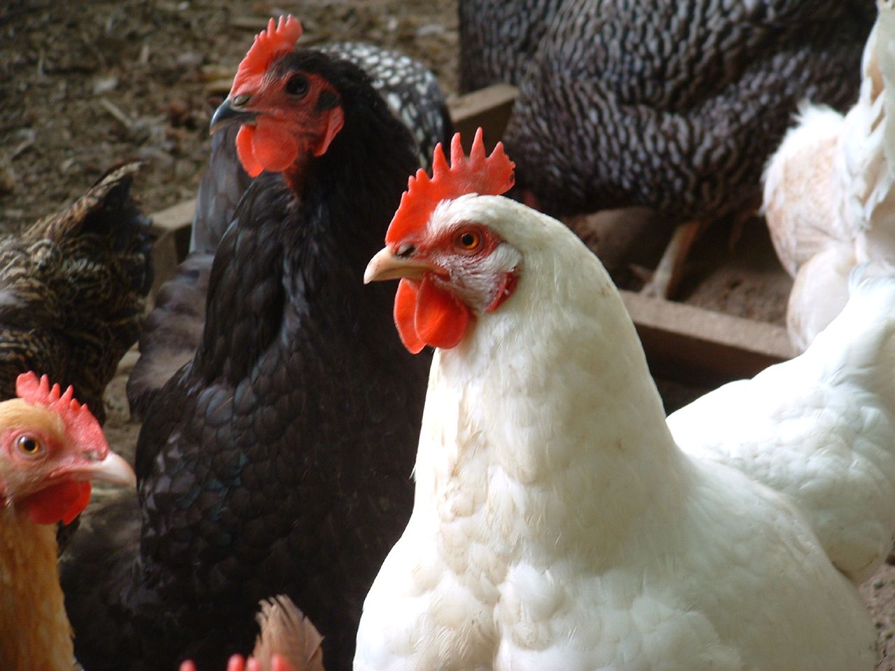 the chickens are on the ground outside together