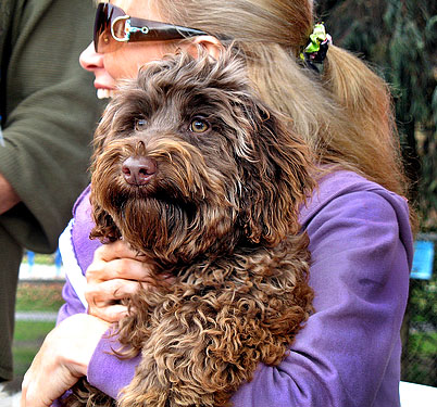 two women standing behind a dog in purple clothing