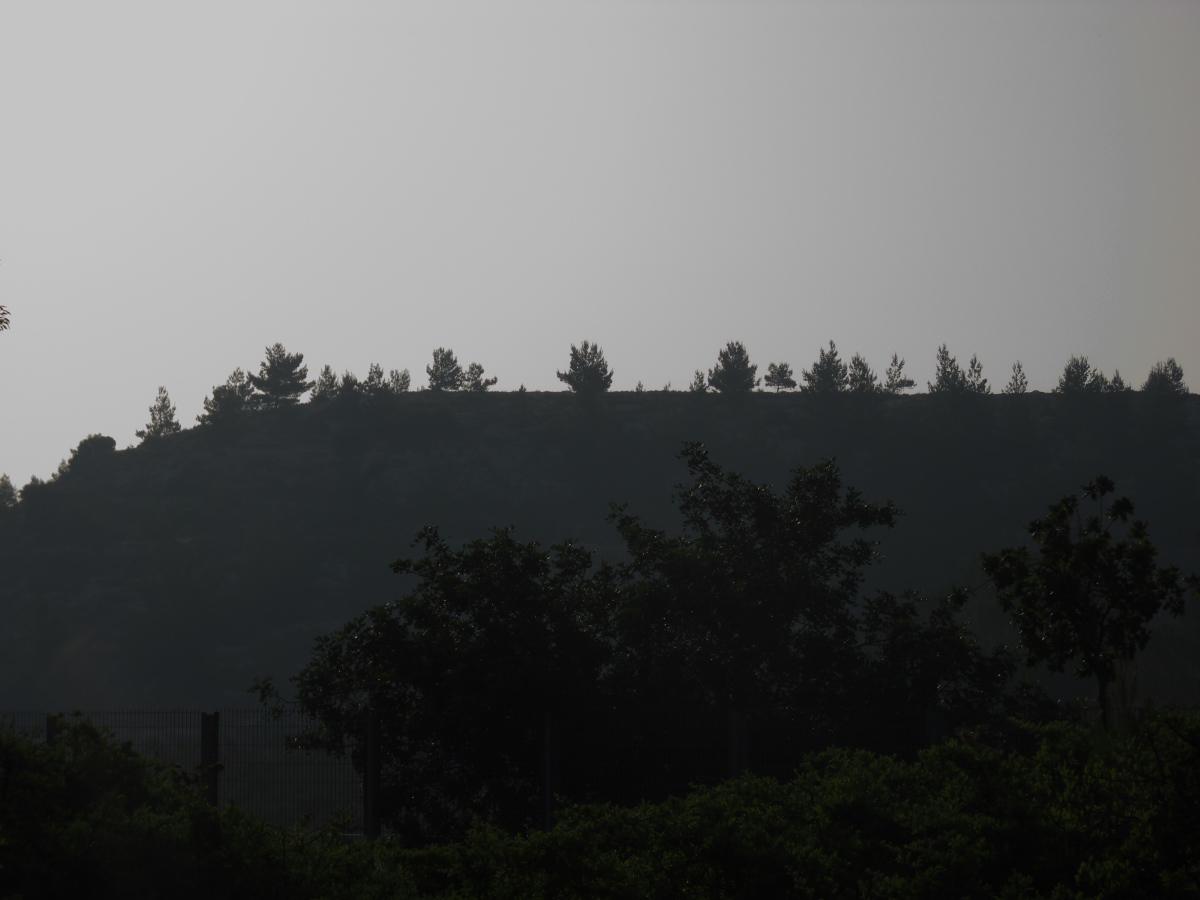 a plane flying over a large forest of trees