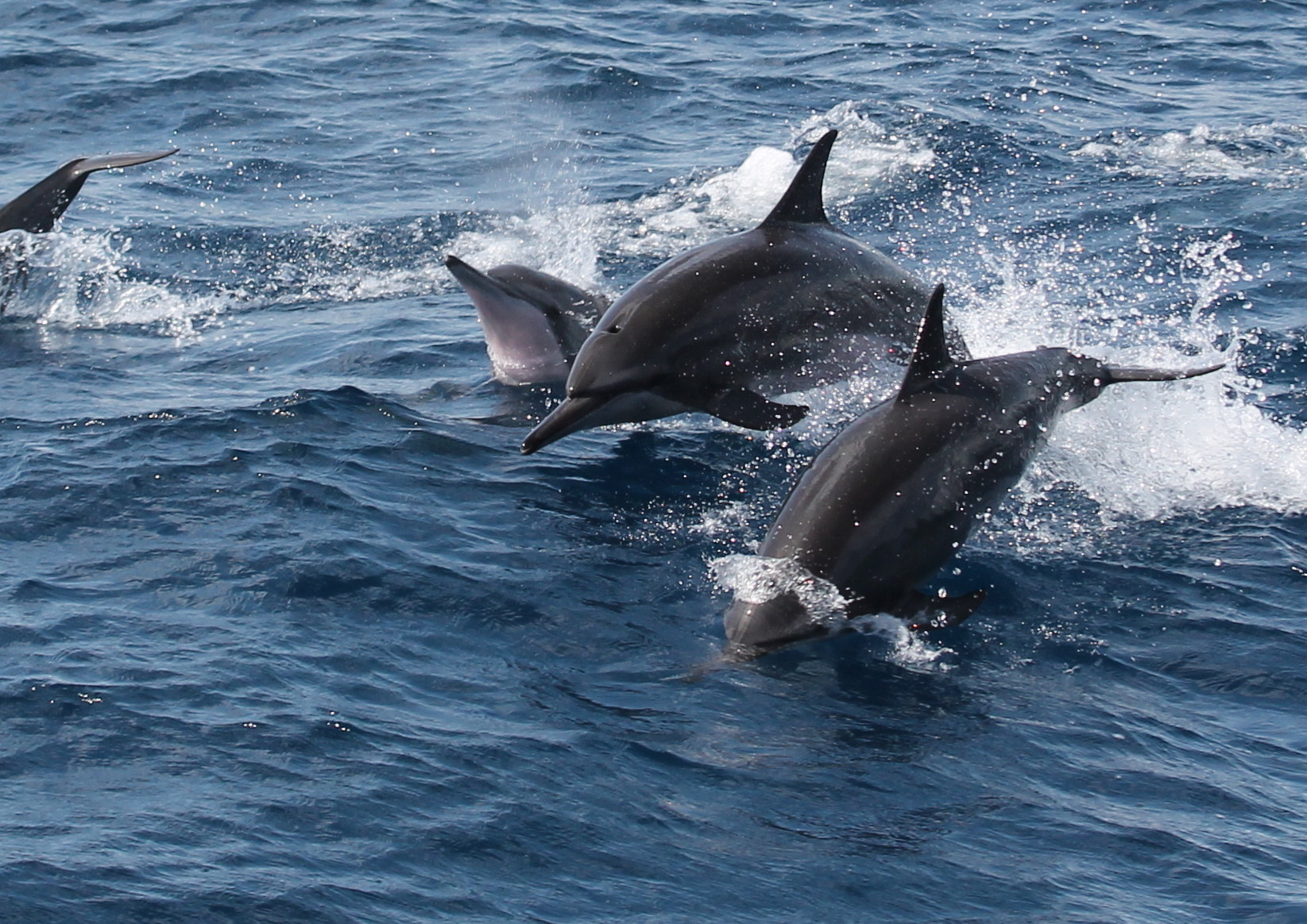 three dolphins swimming in a body of water