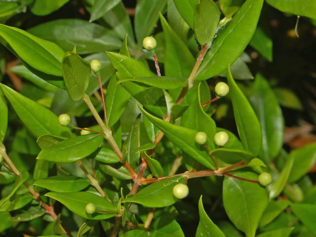 the nches are full of small buds and leaves