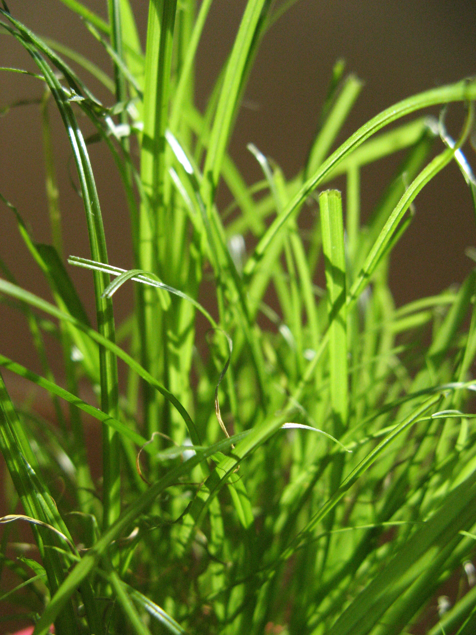 closeup s of green grass with water droplets