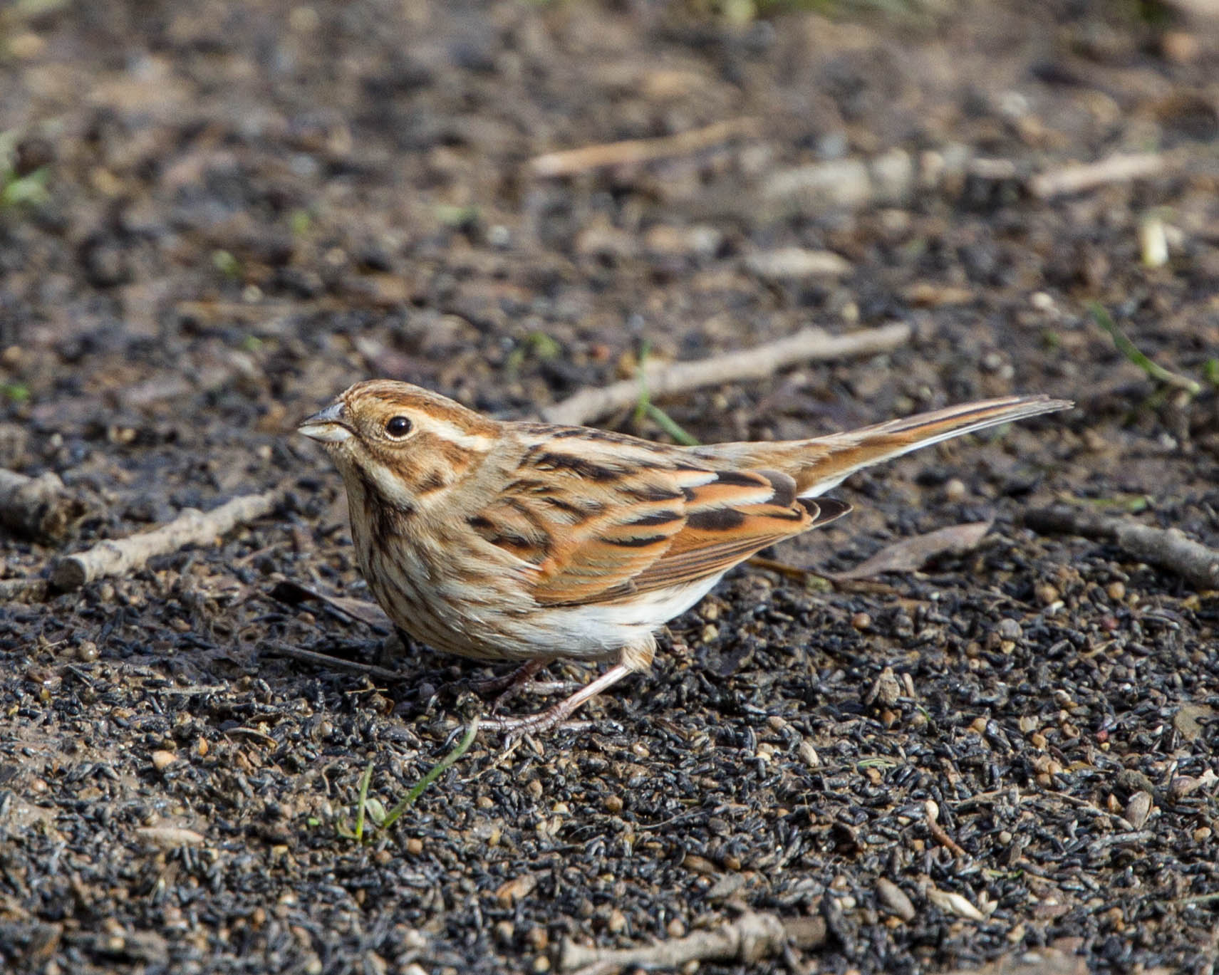 a small brown and white bird standing on the ground