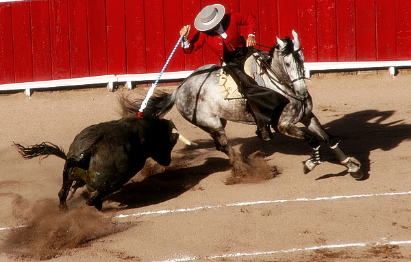 a cowboy is trying to rope off his horse as he tries to break a calf's ear