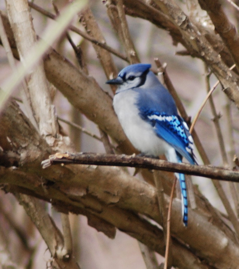 a blue jay perched on a tree nch