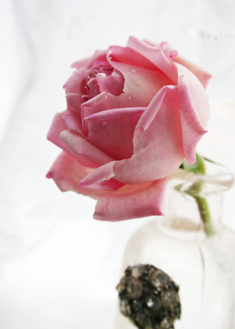 a pink rose inside a glass vase with a black dot