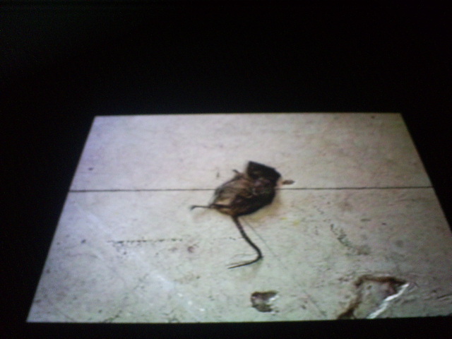 a dead mouse on the ground with it's head in the floor