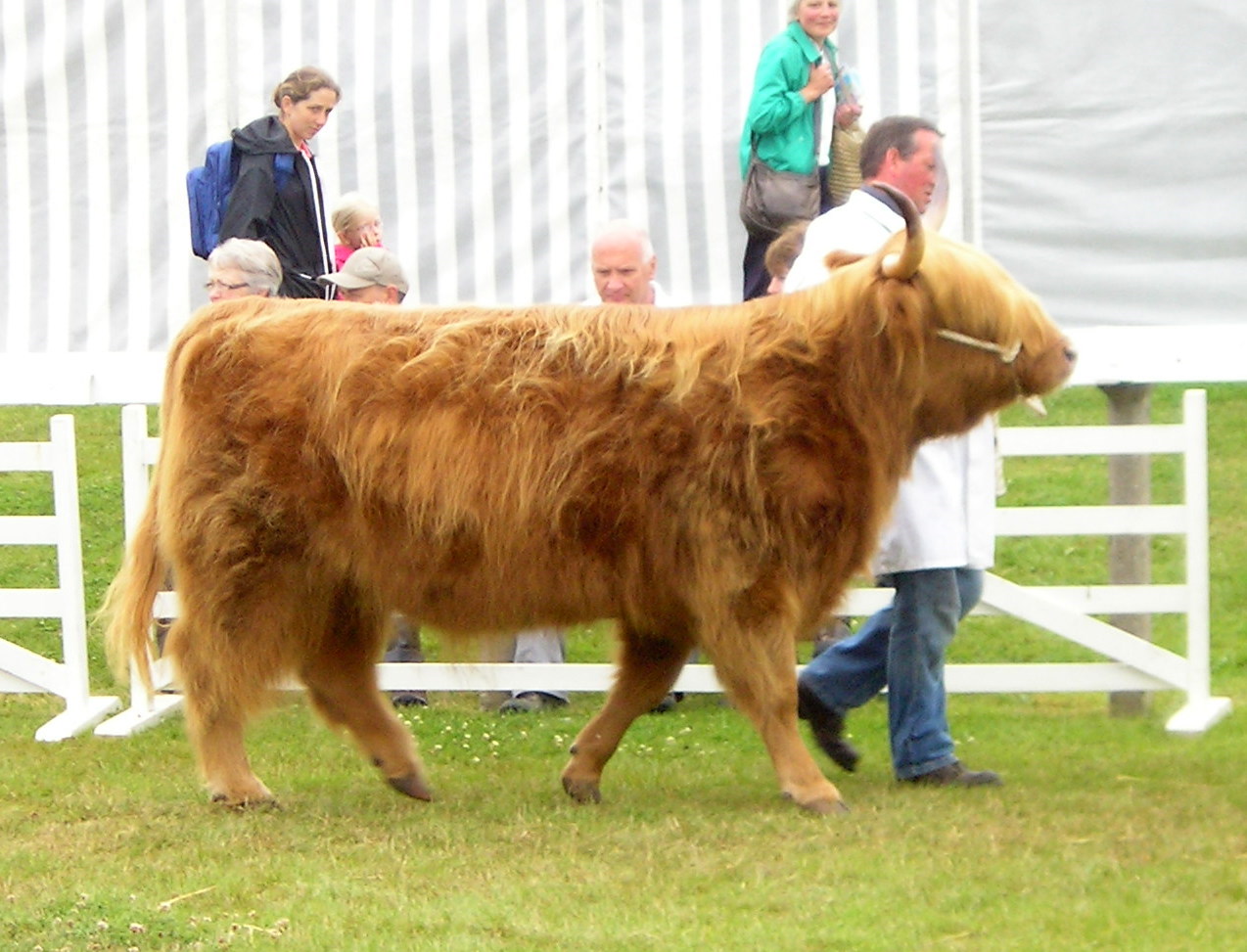 a man walking a large brown cow on a lush green field