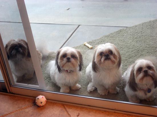 three small dogs are looking in the door