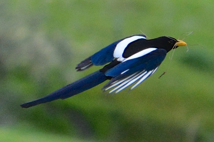 the bird has long white and black feathers