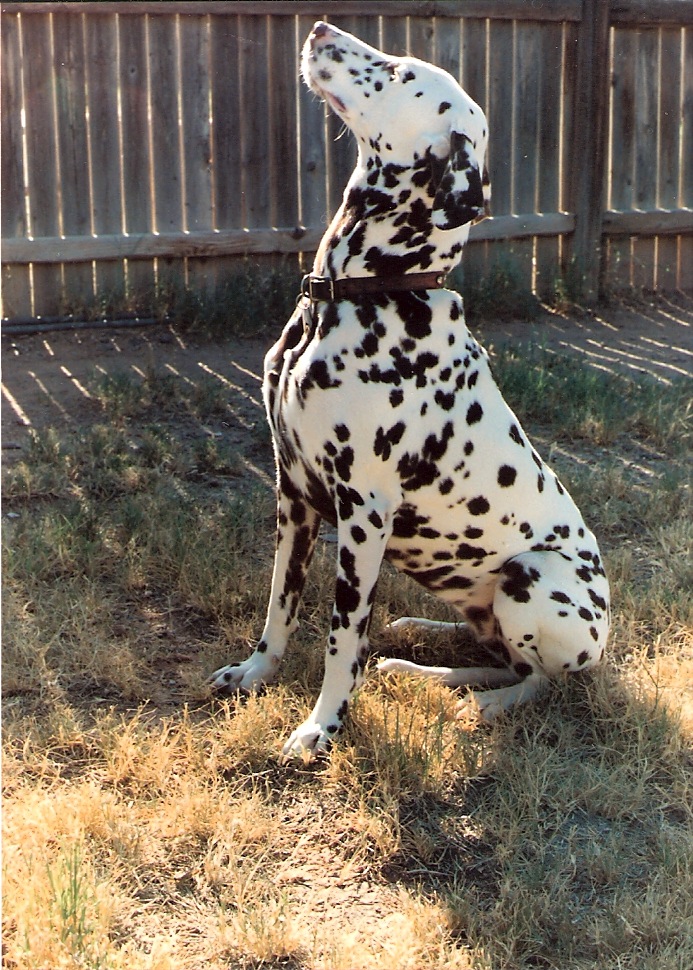 a dalmatian standing in the grass looking up