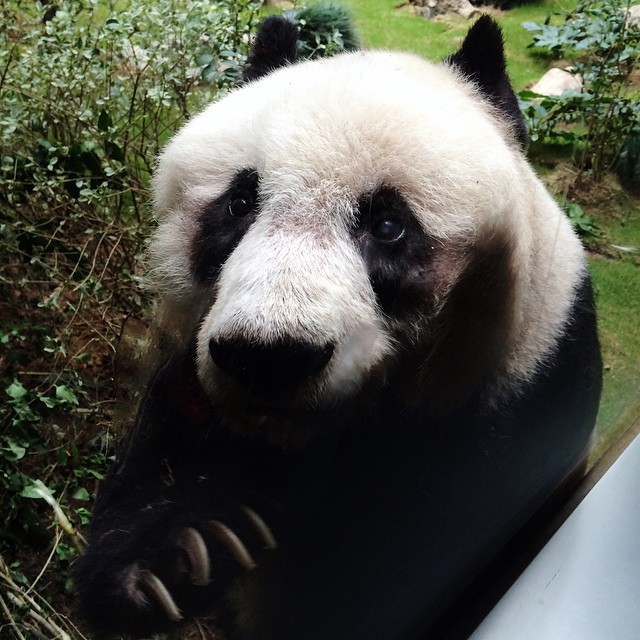 the large panda bear is standing outside the car