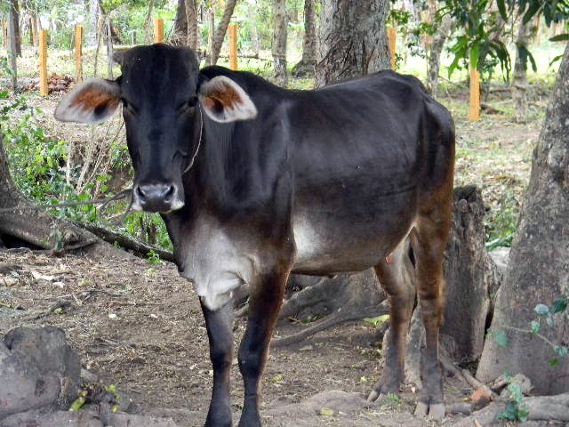 a very cute black cow with a white face